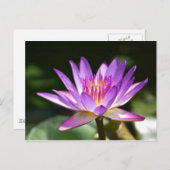 美しい紫と黄色の蓮の花の写真! ポストカード (正面/裏面)