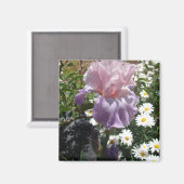 美しい紫のアイリス 花の写真 マグネット (正面/裏面)