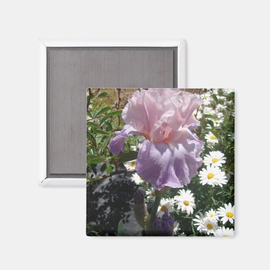 美しい紫のアイリス 花の写真 マグネット (正面/裏面)