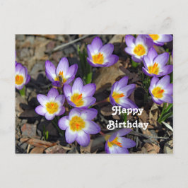 美しい紫のクロッカスの花の写真の誕生日 ポストカード