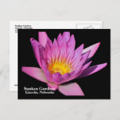 美しい紫のスイレン#800Nw 800 ポストカード (正面/裏面)