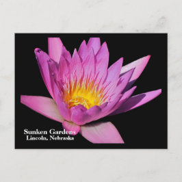 美しい紫のスイレン#800Nw 800 ポストカード