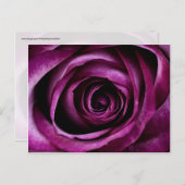 美しい紫のバラ花の花びらガーリー贈り物 ポストカード (正面/裏面)