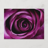 美しい紫のバラ花の花びらガーリー贈り物 ポストカード (正面)