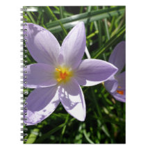 美しい紫の庭の花。美丽的紫色花