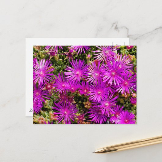 美しい紫の氷草花 ポストカード (正面/裏面インサイチュ)