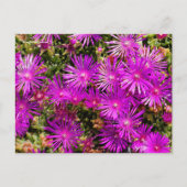 美しい紫の氷草花 ポストカード (正面)