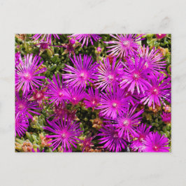 美しい紫の氷草花 ポストカード