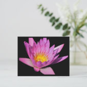 美しい紫の睡蓮#200Nw 200 ポストカード (スタンド正面)