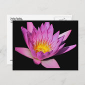 美しい紫の睡蓮#200Nw 200 ポストカード (正面/裏面)