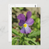 美しい紫の花の写真はがき ポストカード (正面/裏面)