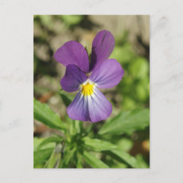 美しい紫の花の写真はがき ポストカード
