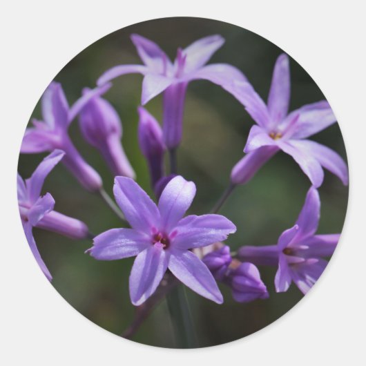 美しい紫の青の花ステッカー ラウンドシール (正面)