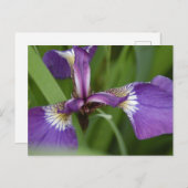 美しい紫色のアイリス花の写真 ポストカード (正面/裏面)