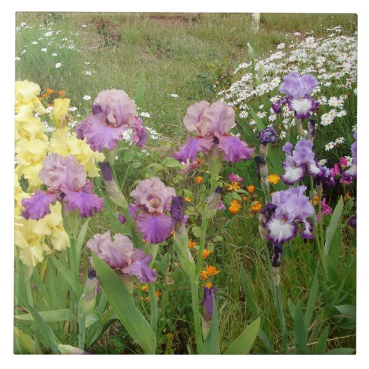 美しい紫色のアヤメの花のフラワーフォト タイル (正面)