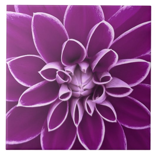 美しい紫色のダリアの花 タイル (正面)