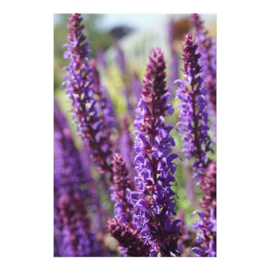 美しい紫色のラベンダーの花 フォトプリント            (正面)