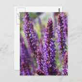 美しい紫色のラベンダーの花 ポストカード (正面/裏面)