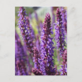 美しい紫色のラベンダーの花 ポストカード (正面)