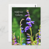 美しい紫色のワイルドフラワーの開花 ポストカード (正面/裏面)