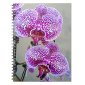 美しい紫色の白い蘭のクローズアップ写真 ノートブック (正面)