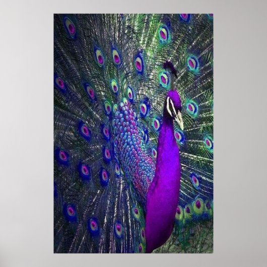 美しい紫色の羽の孔雀の鳥 ポスター (正面)
