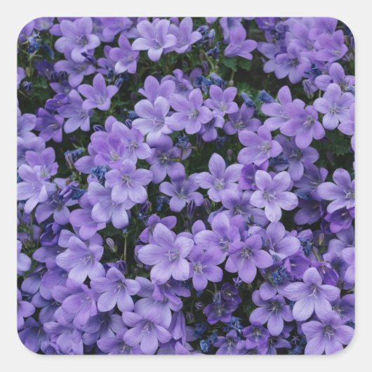 美しい紫色の花のステッカーセット スクエアシール (正面)