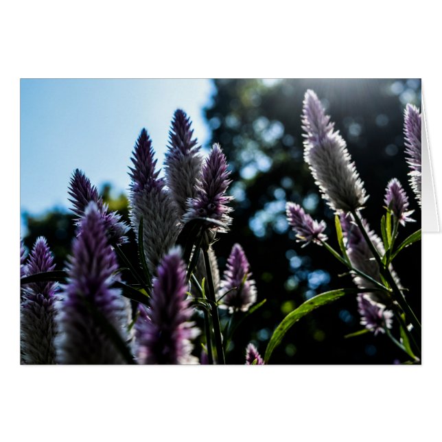 美しい紫色の花の空白のなカード (正面横)