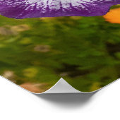 美しい紫色の虹彩花園ポスター ポスター (角)