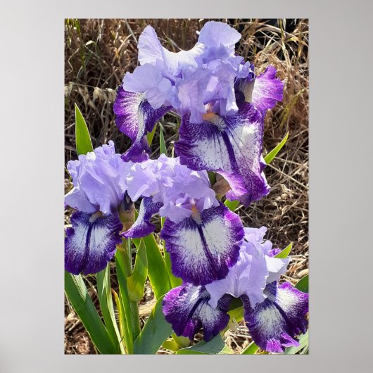 美しい紫色の虹彩薄紫花園ポスター ポスター (正面)