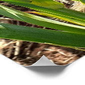 美しい紫色の虹彩薄紫花園ポスター ポスター (角)