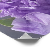 美しい紫色の虹彩薄紫花園ポスター ポスター (角)