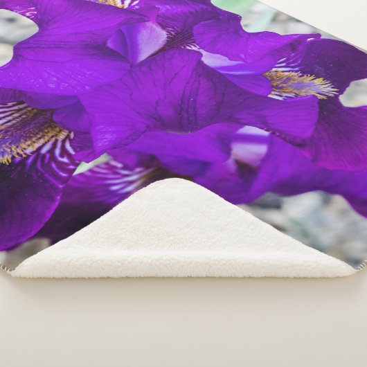 美しい紫色の虹彩 シェルパブランケット (3/4)