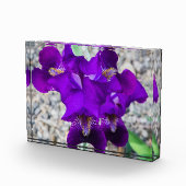 美しい紫色の虹彩 フォトブロック (右)