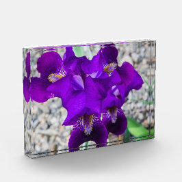 美しい紫色の虹彩 フォトブロック