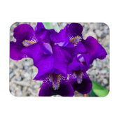 美しい紫色の虹彩 マグネット (横)