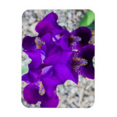 美しい紫色の虹彩 マグネット (縦)