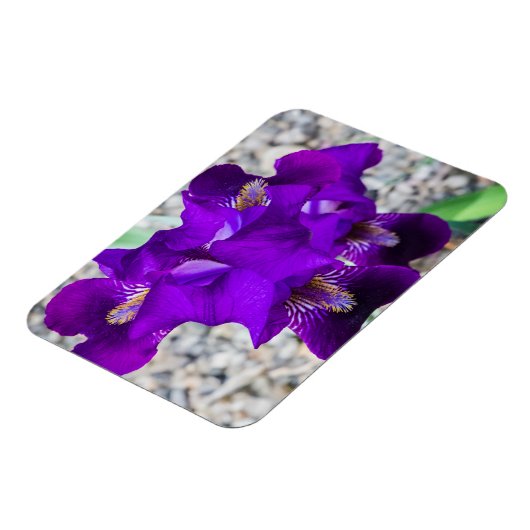 美しい紫色の虹彩 マグネット (左側)