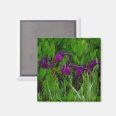 美しい紫色の虹彩 マグネット (正面/裏面)