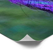 美しい紫色の赤い羽毛カラーピーコックバード ポスター (角)