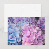 美しい紫色、青色、ピンクの紫陽花の花 ポストカード (正面/裏面)