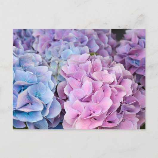 美しい紫色、青色、ピンクの紫陽花の花 ポストカード (正面)