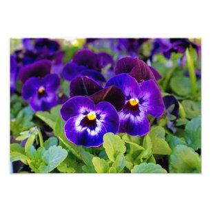 美しい紫鮮やかのポピーの花の写真 フォトプリント