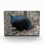 美しい絶滅寸前のまれなヒクイドリ族の鳥オーストラリア フォトブロック (正面)