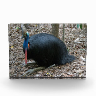 美しい絶滅寸前のまれなヒクイドリ族の鳥オーストラリア フォトブロック