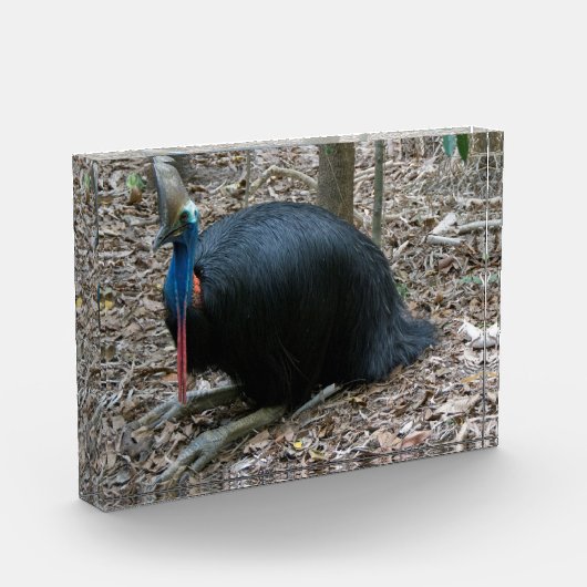 美しい絶滅寸前のまれなヒクイドリ族の鳥オーストラリア フォトブロック (左)