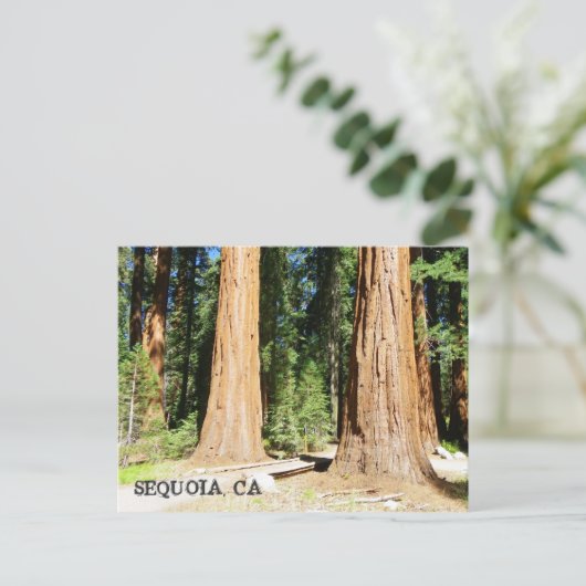 美しい続編はがき！ ポストカード (スタンド正面)