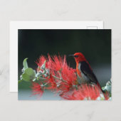 美しい緋色の本眼鏡用鳥はがき ポストカード (正面/裏面)