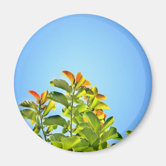 美しい緑とオレンジ色の植物が抱き締め澄んる マグネット (正面)