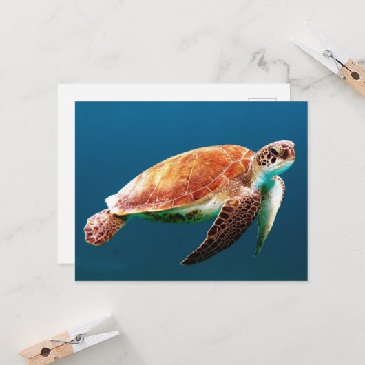 美しい緑のウミガメ カード (正面/裏面インサイチュ)